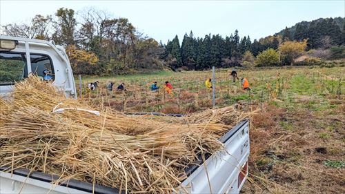 わら巻き作業協力イベントの様子