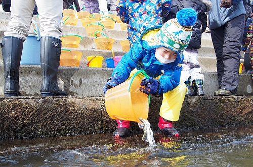 サケ稚魚放流会の様子