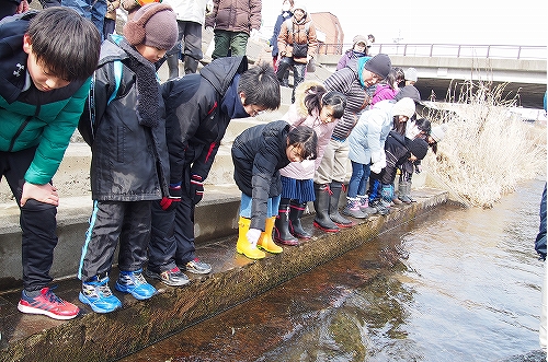 サケ稚魚放流会の様子