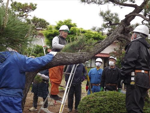 上田邸植木の枝切り作業と草取り作業の様子