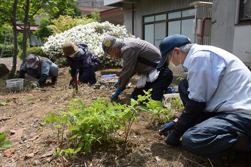 上田邸の植木の枝切り作業と草取り作業の様子