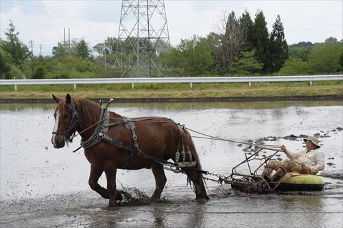 チャグチャグ馬コ農耕馬によるアクティビティ体験の様子