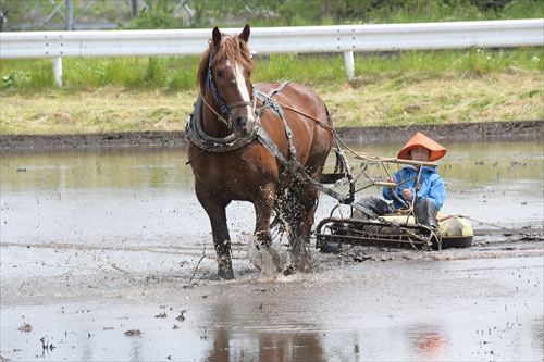 チャグチャグ馬コ農耕馬によるアクティビティ体験の様子