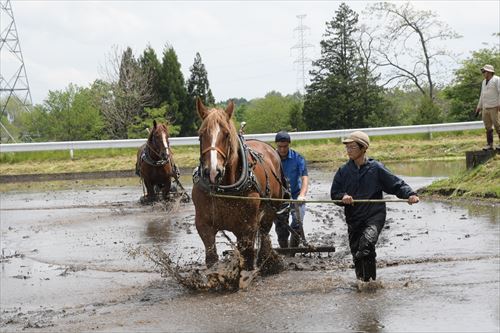 チャグチャグ馬コ農耕馬によるアクティビティ体験の様子