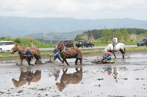 チャグチャグ馬コ農耕馬によるアクティビティ体験の様子