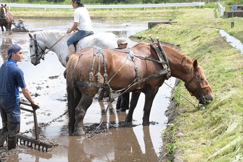 チャグチャグ馬コ農耕馬によるアクティビティ体験の様子