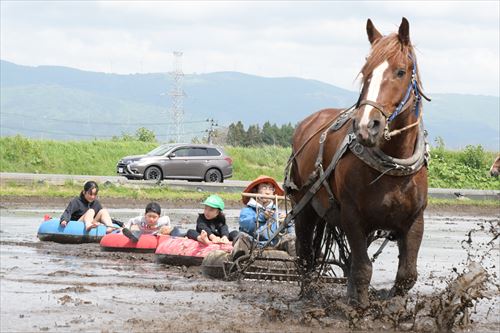 チャグチャグ馬コ農耕馬によるアクティビティ体験の様子