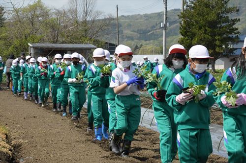 「チャグチャグスイカ」の定植会の様子