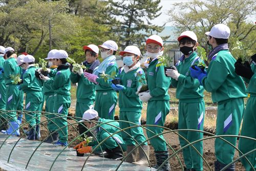 「チャグチャグスイカ」の定植会の様子