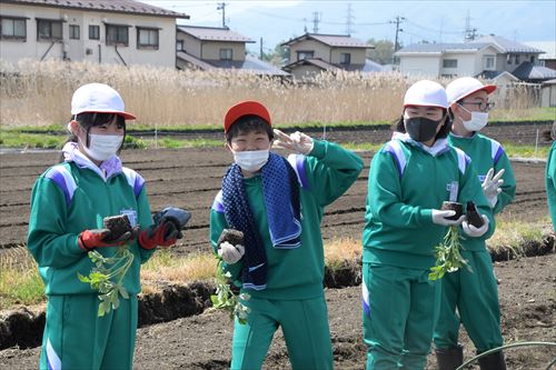 「チャグチャグスイカ」の定植会の様子