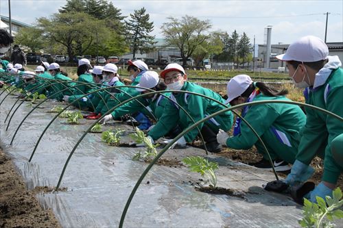 「チャグチャグスイカ」の定植会の様子