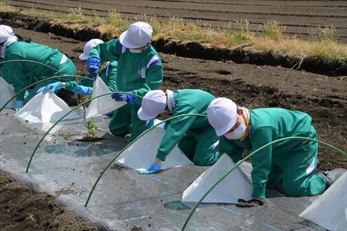 「チャグチャグスイカ」の定植会の様子