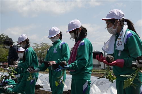 「チャグチャグスイカ」の定植会の様子