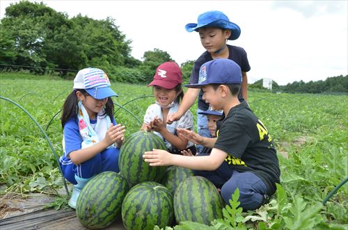 子どもたちがスイカに触れている様子