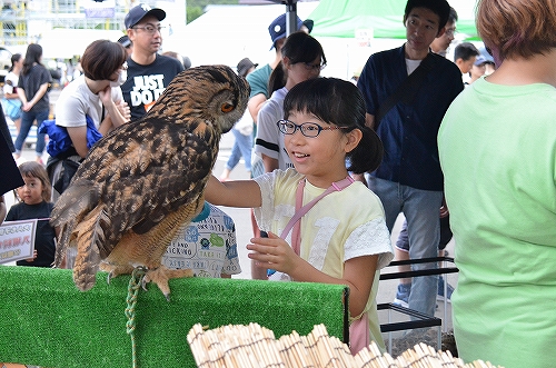 動物とのふれあいコーナーでフクロウに触る女の子の様子