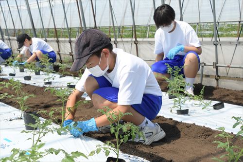 ミニトマトの苗植えの様子02