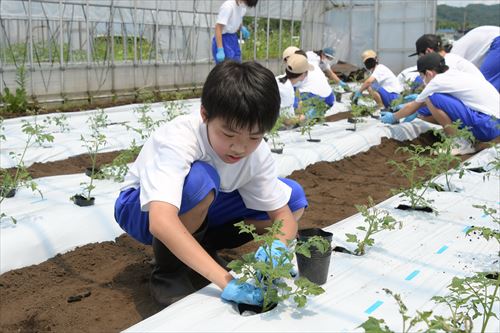 ミニトマトの苗植えの様子03