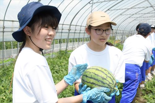 スイカを手渡し運ぶ学生達の様子02