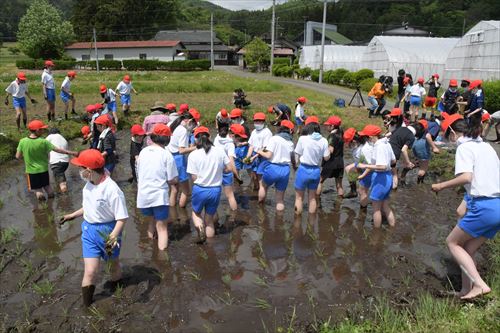 田植え体験活動5