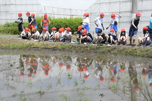 田植え体験活動4