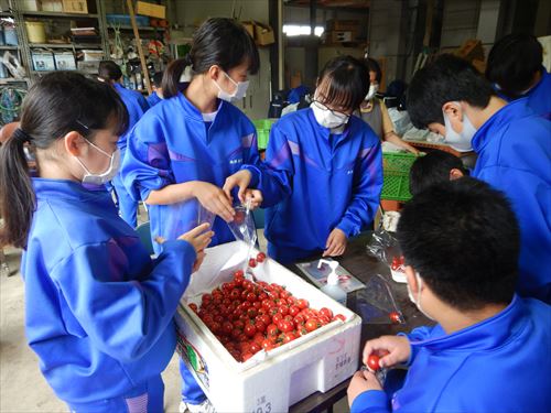 ミニトマトのパック詰めの様子2