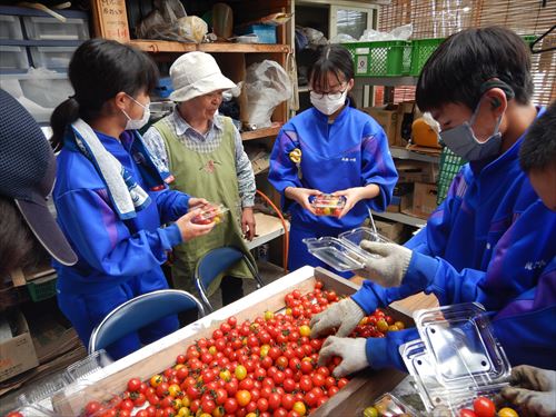 ミニトマトのパック詰めの様子1