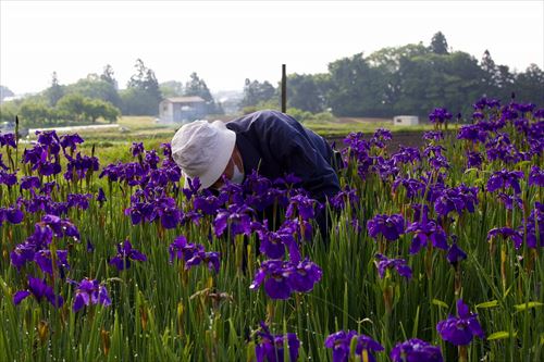 アヤメ園・馬っこ広場清掃活動の様子7