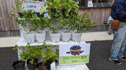 柳沢日曜市場の様子