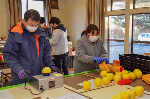 滝沢はるかの選果作業の様子