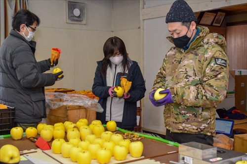 滝沢はるかの選果作業の様子