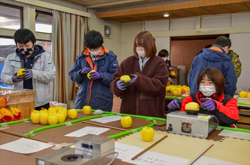 滝沢はるかの選果作業の様子