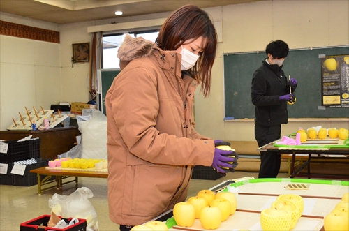 滝沢はるかの選果作業の様子